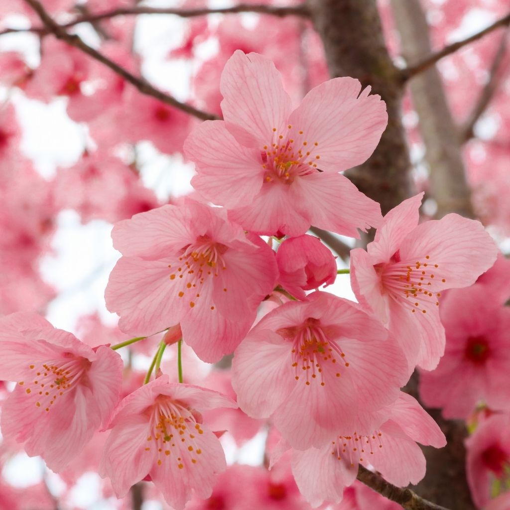 PERFUME AMORE MIO 100ML- JEANNE ARTHES
